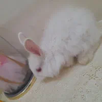 بچه خرگوش
