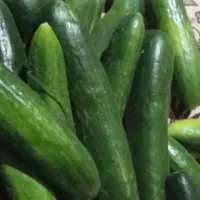 خیار ریز