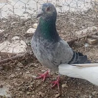 کبوتر بی بوم|پرنده|گناباد, |دیوار