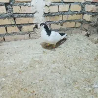 کفتر گرفتنی|پرنده|بجنورد, |دیوار