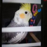 عروس هلندی با قفس