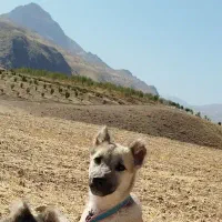 سگ پاکوتاه|سگ|دینور, |دیوار