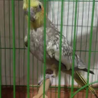 عروس هلندی ماده