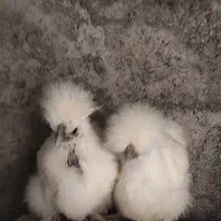 جفت ابریشمی