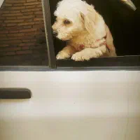 سگ پاکوتاه پشمالو