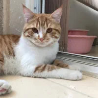 گربه