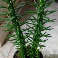 گل خونه گوچک  ۵۰تو ۱۰۰ت|گل و گیاه طبیعی|بجنورد, |دیوار