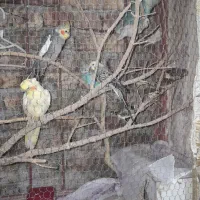 ۵عدد فنج و جفت عروس بفروش میرسد دوستمحمد