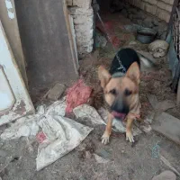 سگ ژرمن|سگ|تربت‌حیدریه, بالا ولایت|دیوار