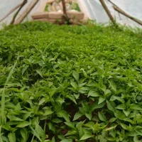 نهال گوجه،بادمجان و فلفل