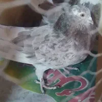 کفتر پرشی|پرنده|قرچک, داوود آباد|دیوار