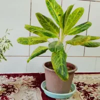 گل‌های‌اپارتمانی