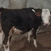 گوساله سیمینتال