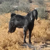 16 راس گوسفند پاکستانی..|حیوانات مزرعه|جیرفت, |دیوار