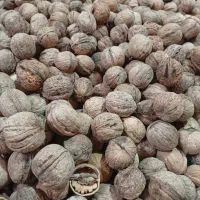 گردویاسوج|خوردنی و آشامیدنی|شیراز, دشت چنار|دیوار