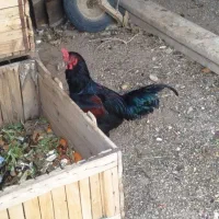 خروس