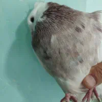 کبوتر طوقی|پرنده|مشهد, عبادی|دیوار