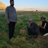 کاه عدس