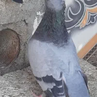 کفتر|پرنده|کهنوج, |دیوار