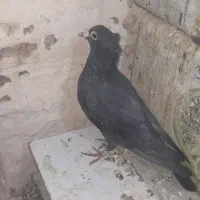 کلاغ کلاهی نر