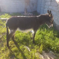 الاغ گله ماده