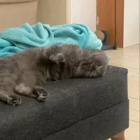جفت برای گربه نر اسکاتیش