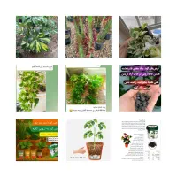 گل های اپارتمانی