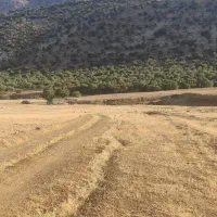 فروش زمین در باغ دایی
