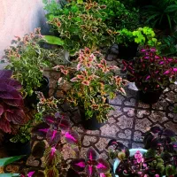 گل اپارتمانی