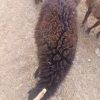 پشم گوسفند 500کیلو موجود هست