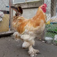 خروس برهما(امپراطور)|حیوانات مزرعه|چالوس, |دیوار