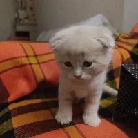 بچه گربه اسکاتیش و بریتیش