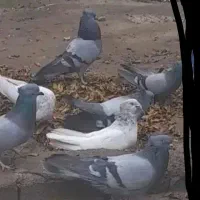 کبوتر بم