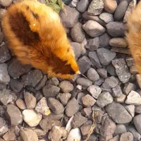 جوجه مرغ پاپری و...