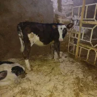 فروش گوساله