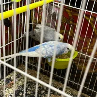 مرغ عشق|پرنده|تربت جام, فاز ۲ فرهنگیان|دیوار