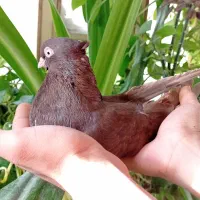 کبوتر آبادانی ماده|پرنده|شیراز, تاچارا|دیوار