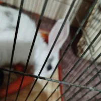 خرگوش|موش و خرگوش|رامهرمز, |دیوار