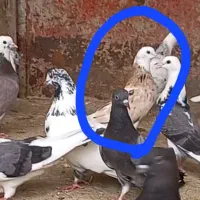کفتر گمشده ازناو