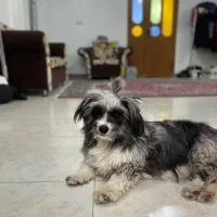 واگذاری|سگ|رشت, سعدی (تختی)|دیوار