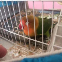 طوطی کوتوله