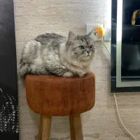 گربه خاص نژاددار|گربه|ساری, |دیوار