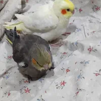 جوجه عروس هلندی لوتینو