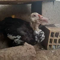 جوجه اردک اسرائیلی|حیوانات مزرعه|بندرعباس, |دیوار