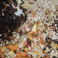 سوسک دوبیا روچ فیدر|خزنده|اصفهان, قلعه طبره|دیوار