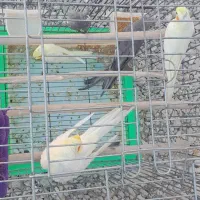 ۳ جفت عروس هلندی با قفس|پرنده|تهران, آبشار|دیوار