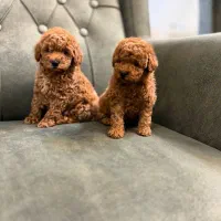 پودلل فرفری های اصیل و وارداتی