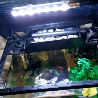 آکواریوم رو میزی شیشه خم|ماهی|محمدبار, |دیوار