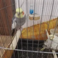 دو عدد عروس هلندی نر و ماده|پرنده|خلخال, |دیوار