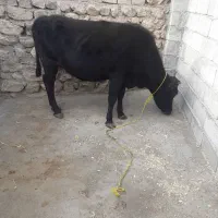 گاو حامله|حیوانات مزرعه|قره ضیاالدین, |دیوار